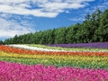 Spel Kleurvolle blomme tuin figuursaag  aanlyn