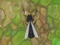 Spel Antwar. io  aanlyn