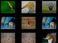 Spel Diere Geheue  aanlyn
