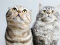 Spel Oulike katte legkaart  aanlyn