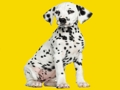 Spel Phantom Pups legkaart  aanlyn