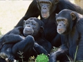Spel Snaakse Sjimpansee Jungle Escape  aanlyn