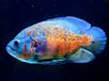 Spel Tiger Fish Jigsaw aanlyn