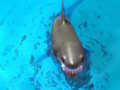 Spel Oorleef die Sharks  aanlyn