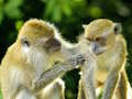 Spel Monkey Jigsaw aanlyn