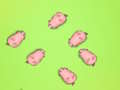 Spel Red The Piggies  aanlyn