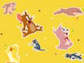 Spel Die Tom en Jerry Show Vind dit!  aanlyn