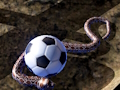 Spel Python Snake Simulator aanlyn