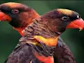Spel Oranje papegaai figuursaag  aanlyn