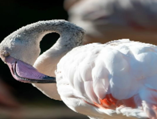 Spel Flamingo voël figuursaag  aanlyn