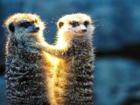 Spel Meerkat Couple Jigsaw aanlyn