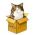 Vind die kat aanlyn